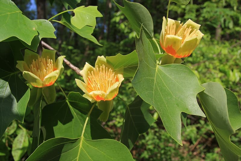 Three cup-shaped tuliptree flowers, pale green and yellow with orange bands, among broad squared-off leaves
