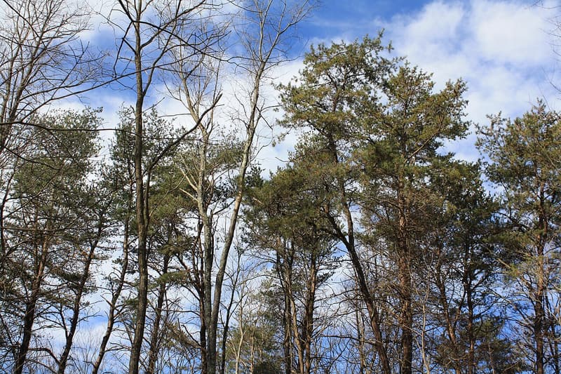 Virginia pines with irregular, open crowns standing among bare hardwood trees under a blue sky