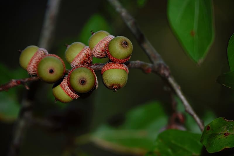 A cluster of round green water oak acorns in shallow reddish scaly caps on a dark twig