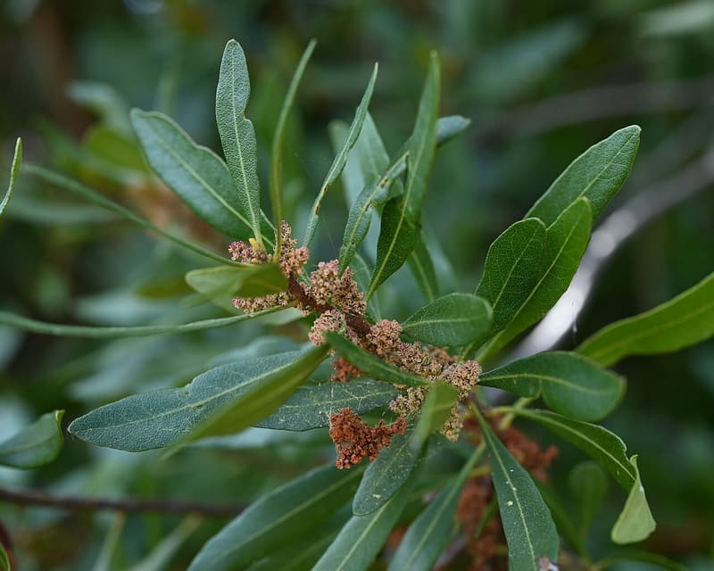Wax myrtle twig with narrow gray-green leaves and clusters of small reddish flower catkins