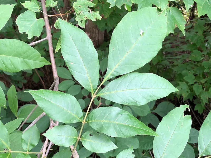 A white ash compound leaf of broad, smooth-edged green leaflets set in opposite pairs