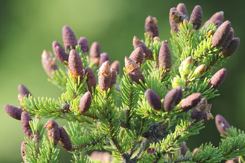 White spruce branch tips crowded with upright young purple cones among short green needles