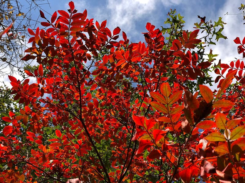 Winged sumac leaflets glowing red and orange in fall, seen from below against a blue sky